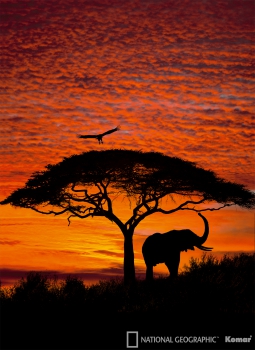 Fototapete National Geographic AFRICAN SUNSET 194x 270 Elefant Baum Adler rot-orange Sonnenuntergang