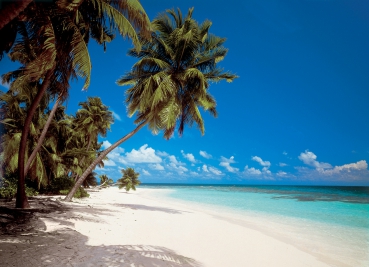 Fototapete MALEDIVES 388x270 Strand Palmen Malediven Indischer Ozean Traumstrand