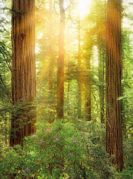 Vliestapete Fototapete REDWOOD, 184x248cm, Riesen-Mammutbäume in Kalifornien, USA