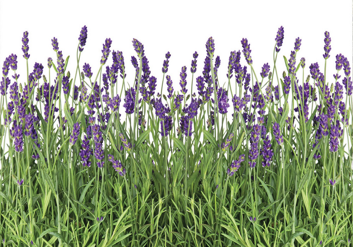 Vliestapete Fototapete PROVENCE 368x254cm Frankreich, Lavendel, Blume,  Pflanze | eBay