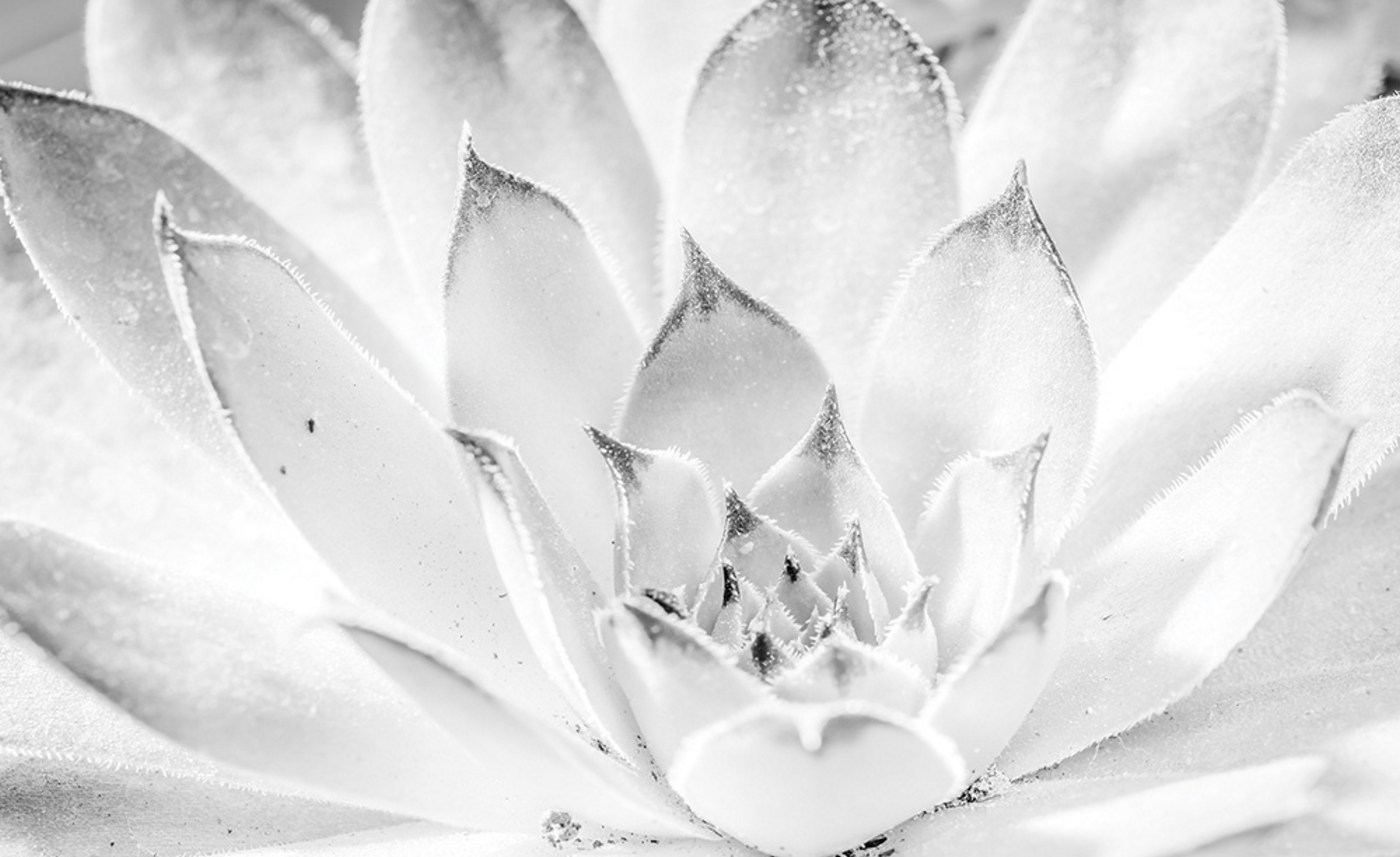Kiss Fototapeten Thermoglaser Und Leuchtpflastersteine Fototapete No 34 Vliestapete Blumen Tapete Blume Bl Uuml Te Pflanze Bl Auml Tter Eis Frost Winter Wei Szlig