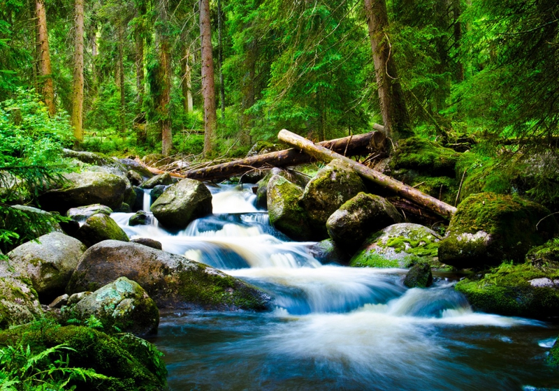 Vlies Fototapete 31 - Waterfall Woods Tapete Wald Wasserfall Natur Baum grün