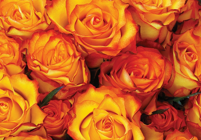 Vlies Fototapete 984 - Blumen Tapete Rose Blumen Blüte Liebe Rosen orange