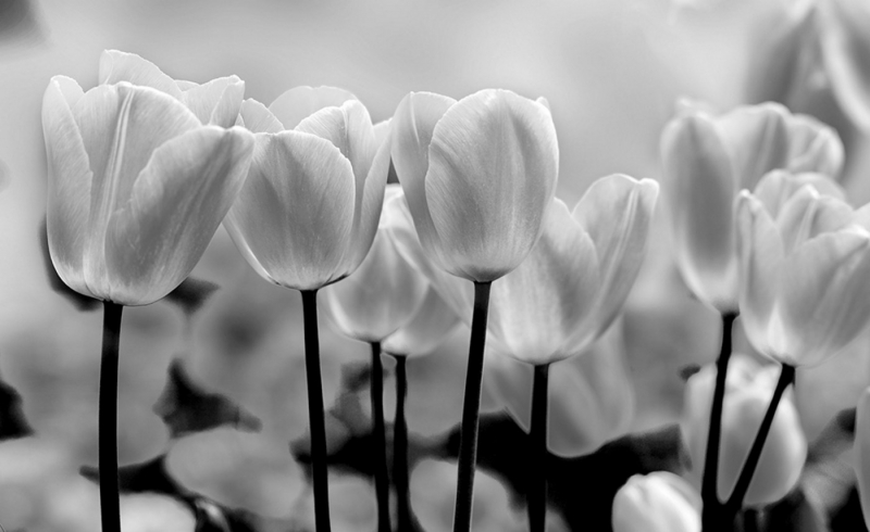 Kiss Fototapeten Thermoglaser Und Leuchtpflastersteine Fototapete No 1878 Vliestapete Blumen Tapete Pflanzen Natur Wiese Schwarz Wei Szlig