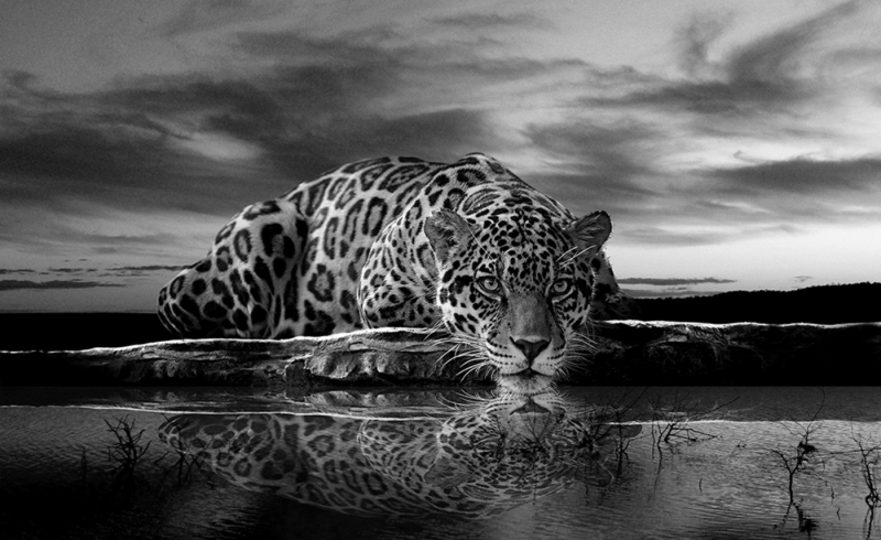 Kiss Fototapeten Thermoglaser Und Leuchtpflastersteine Fototapete No 3560 Vliestapete Tiere Tapete Leopard Wasser Himmel Schwarz Wei Szlig