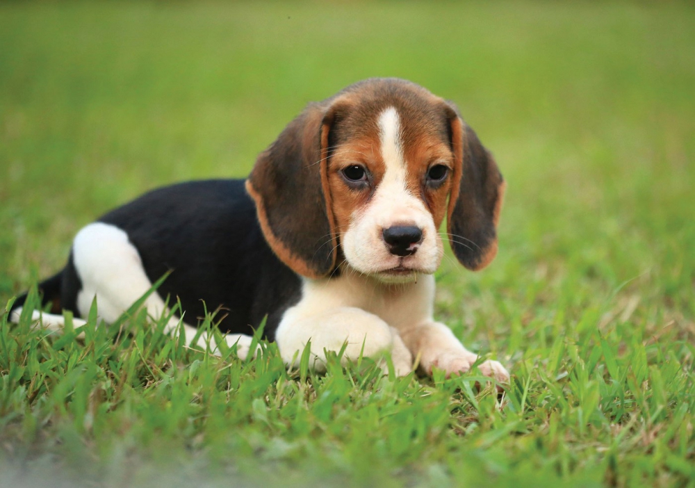 tapete hund