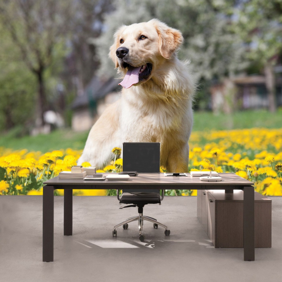 KiSS!, Fototapeten, Thermogläser und Leuchtpflastersteine. Vlies