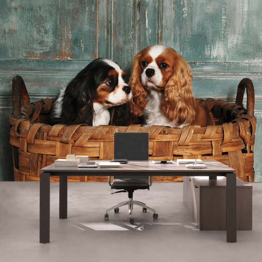 KiSS!, Fototapeten zu besten Preisen. Vlies Fototapete no. 4502