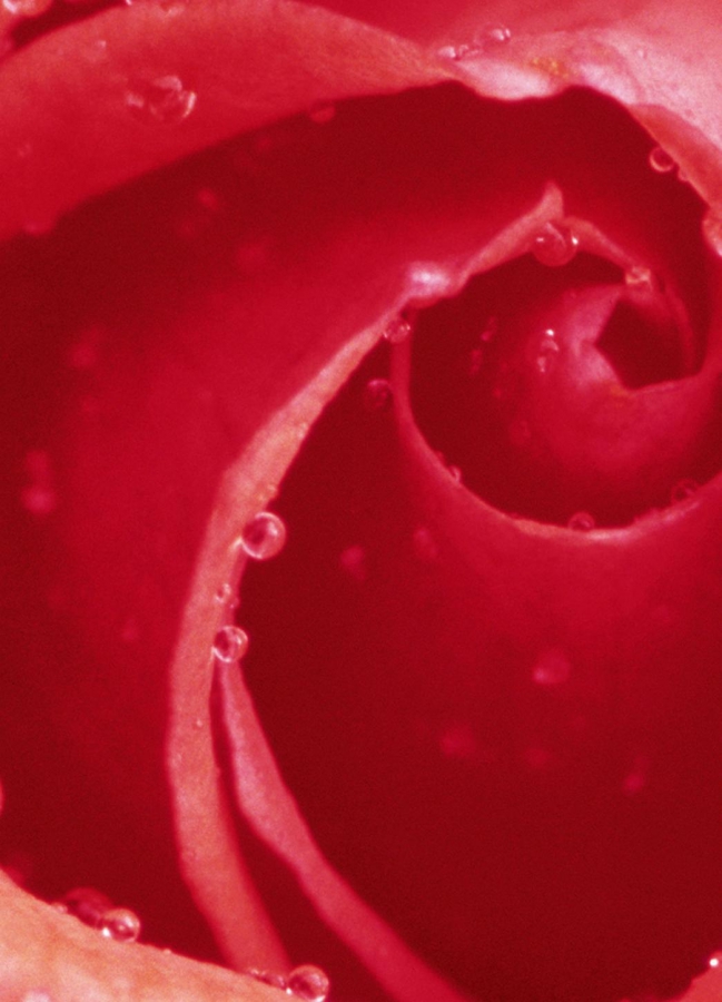 Fototapete RED ROSE 183x254 rote Blüte Tautropfen Makro Blume Liebe rot Rosen