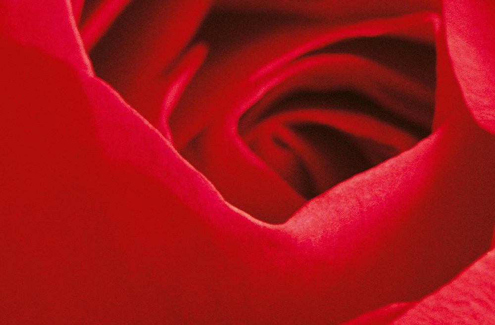 Fototapete ROTE ROSE 175x115 cm red Flower Blüte Blume