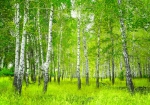 Vlies Fototapete 112 - Sunny Birch Forest Wald Tapete Birkenwald Bäume Sonne Birke Birken Natur Baum grün