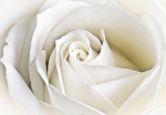 Vlies Fototapete 1099 - Blumen Tapete Rose Blüte weiß edel